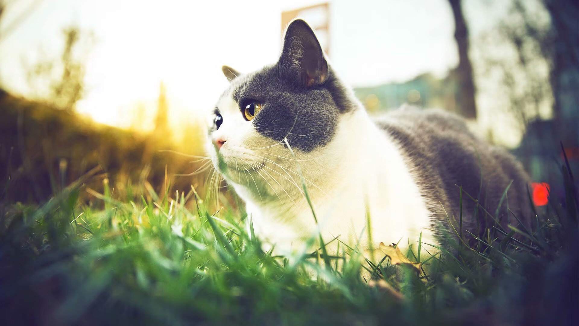 爱游戏平台-独联体德比_ 多特蒙德将迎战勒沃库森，多特蒙德vs勒沃库森比分预测