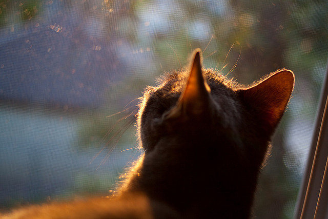 覃海洋蛙泳决赛再刷存在感,覃海洋游泳