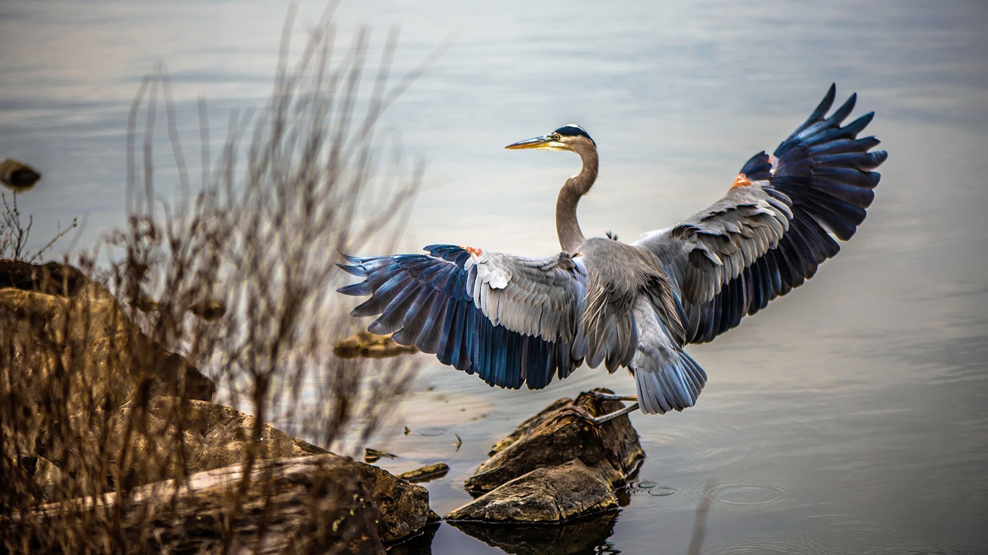 隆戈的橄榄球技巧与强大身体素质,让他成为无可替代的边锋,隆巴尔迪橄榄球教练